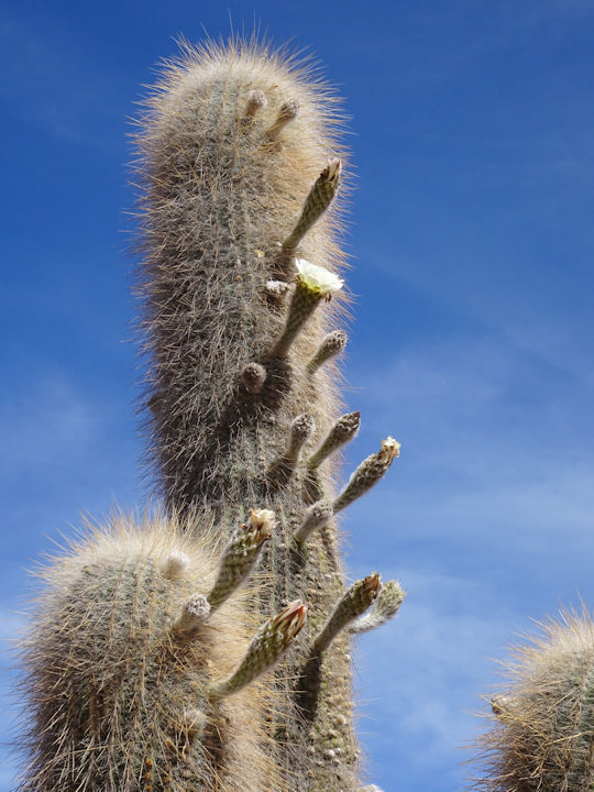 Grand Cardon et fleur