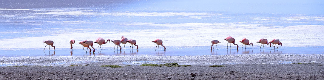 Panorama aux flamants