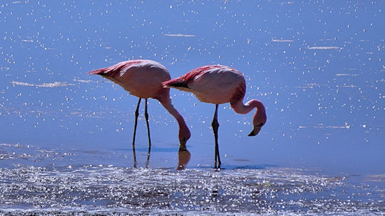 Flamants au  Morejon
