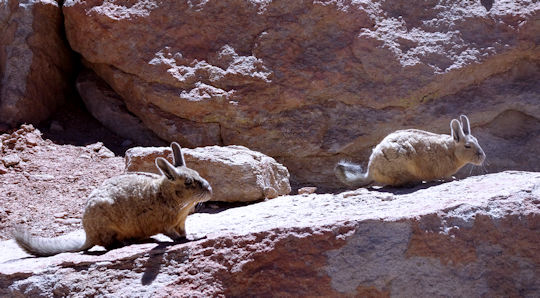 2 Rongeurs Copybaras