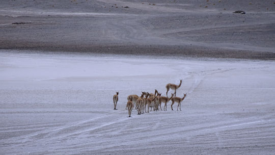 Vigogne traversant la Lagune