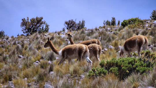 Guanaco2