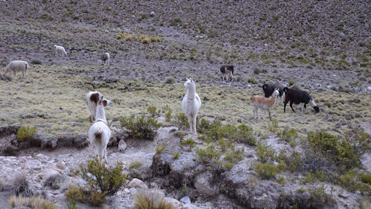 Guanaco1