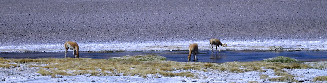 vigogne desert de Tara
