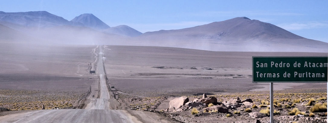 vigogne desert de Tara