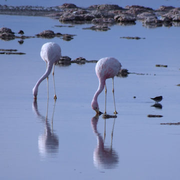 2 flamants