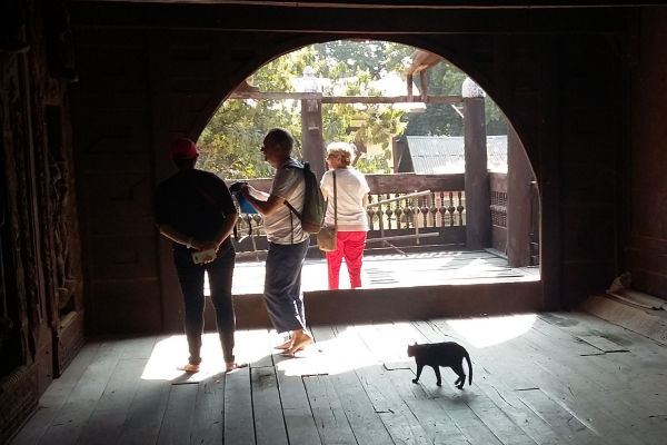 le chat dans le temple