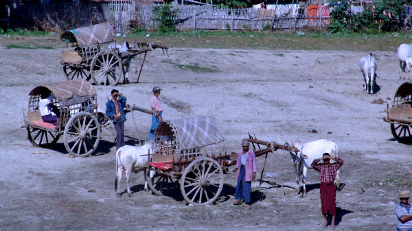 calèches à zébus