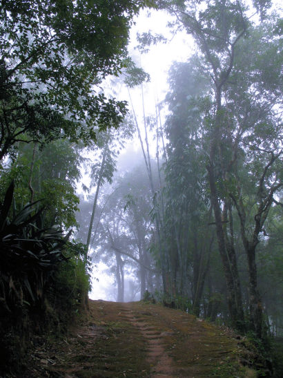 Sous bois et chemin