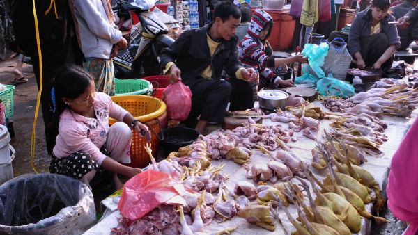 etalage des poulets