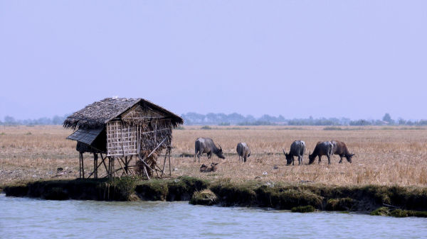 Flottage sur la rive du Kaladan