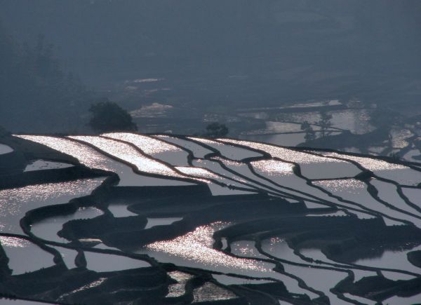 Rizires de Yuanjiang  l'aube