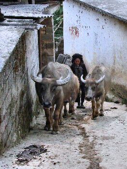 Les Buffles montant la rue