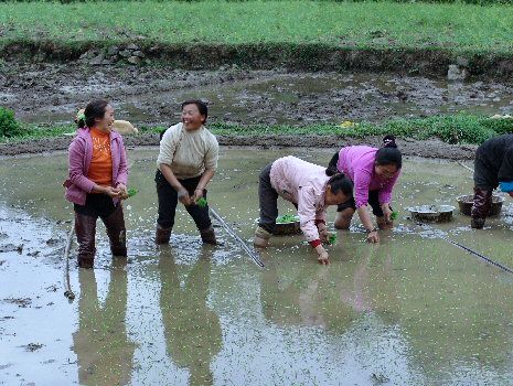 Femmes repiquant le riz