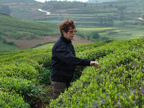 Stagiaire cueilleuse de feuille de thé