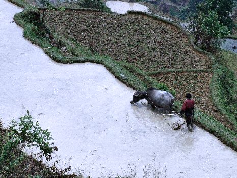 Travail dans la rizière