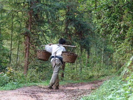 Paysan Dong sur le sentier