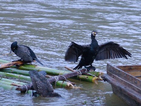 Cormoran pêcheur séchant ses ailes