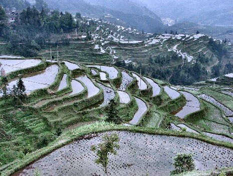 Rizières audessus de Zhaoxing