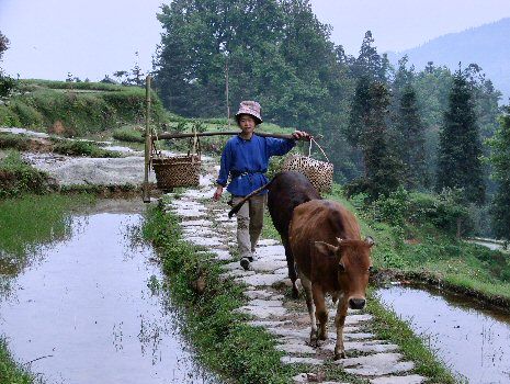 Femme Dong accompagnant ses vaches