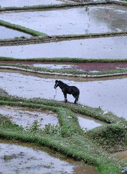 Le cheval dans la rizière