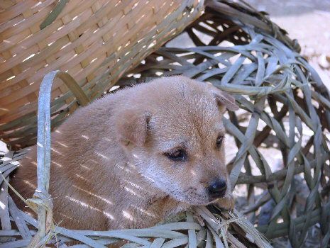 Chien à vendre