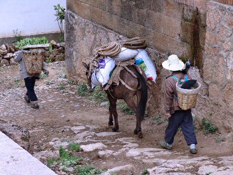 Cheval et son bât