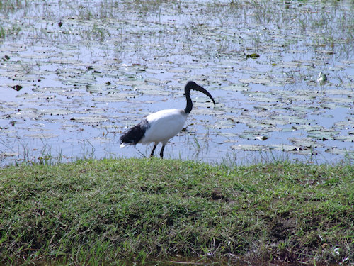 Ibis