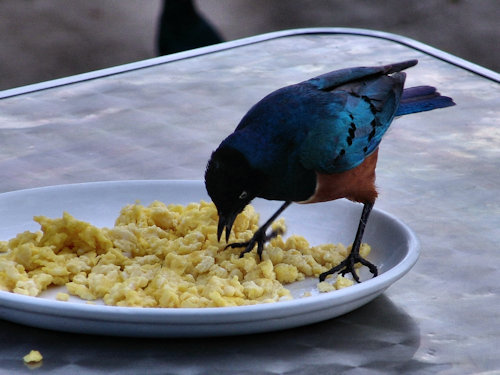 Oiseau picorant des oeugs