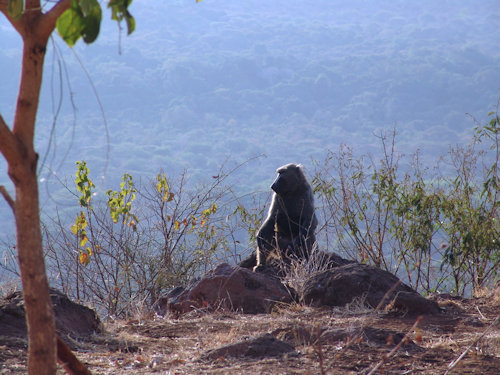 Singe à l'aube