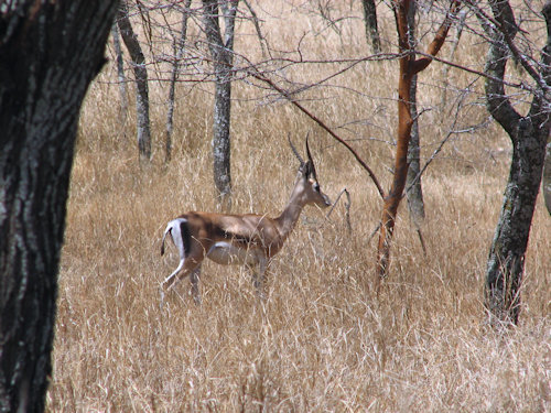 Gazelle