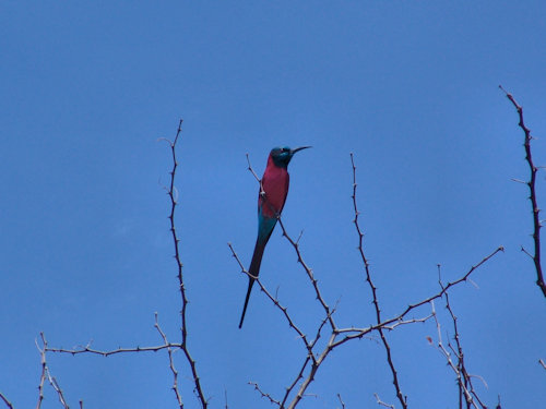 Oiseau coloré