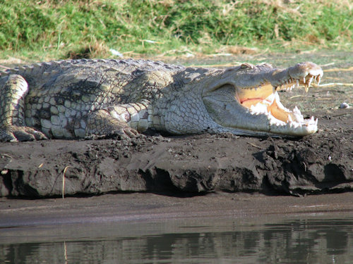 Crocodile