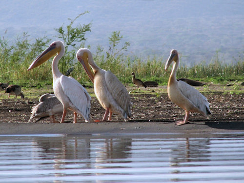 Pélicans