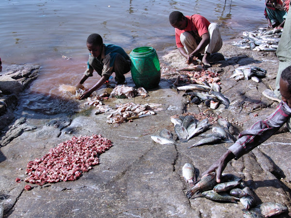 préparation des filets de poisson