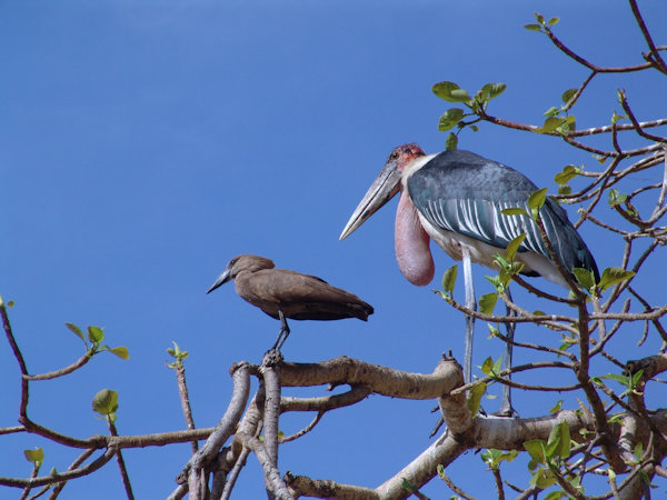 Marabout sur la branche