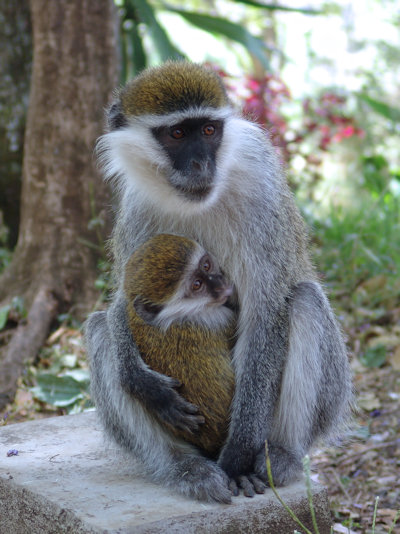 Singe et son petit