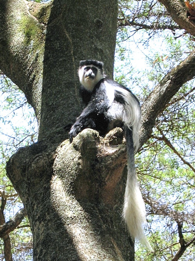 Singe à longue queue