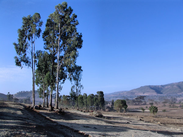 Site de Tiya et  arbres