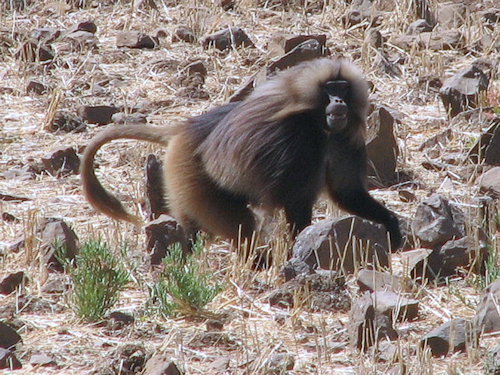 Grand mâle babouin