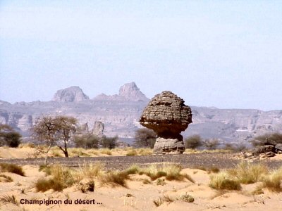 Champignon du dsert