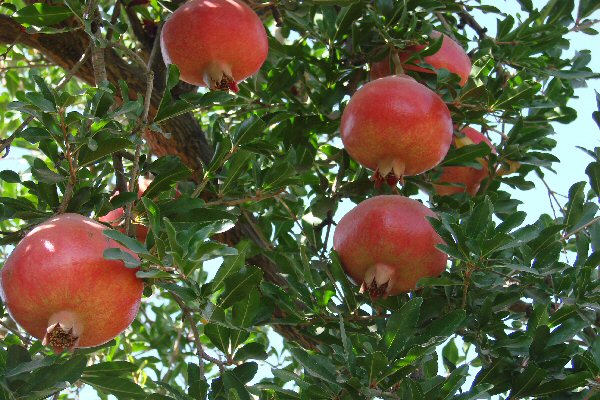 Jardin des grenades