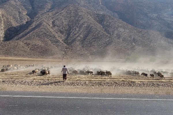 Berger et son troupeau de moutons