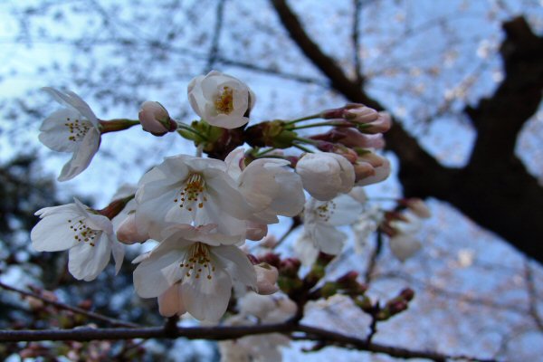 sous les cerisiers en fleurs