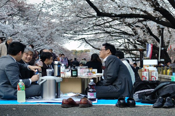 Clbrer Sakura entre copains !