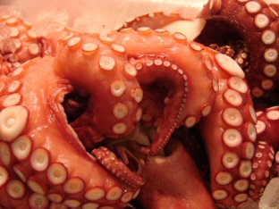 Octopus