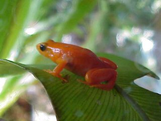 Grenouille rouge