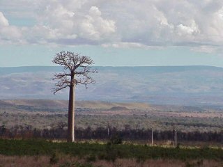 baobab