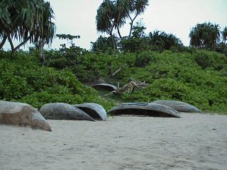 Pirogues sur le bord de l'Ocan