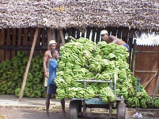 Bananes